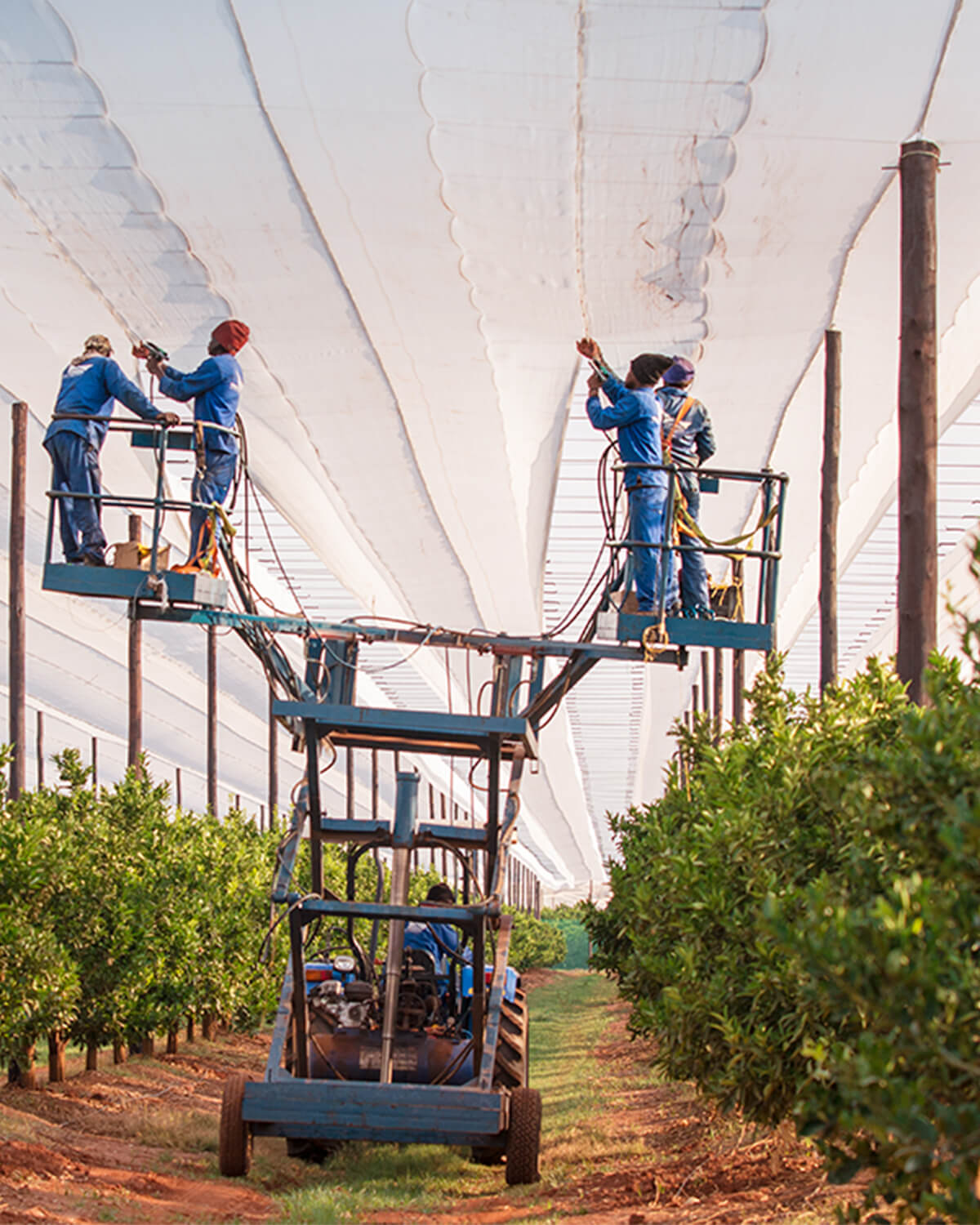 Protect a Crop team closing Shock Cord netting structure while standing on a hydraulic trailer