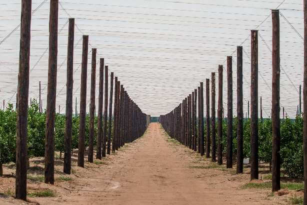 Wooden poles an nets used to set up netting structures
